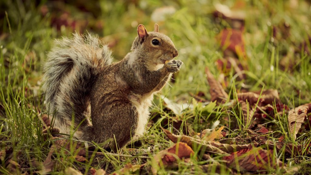 Squirrel Removal